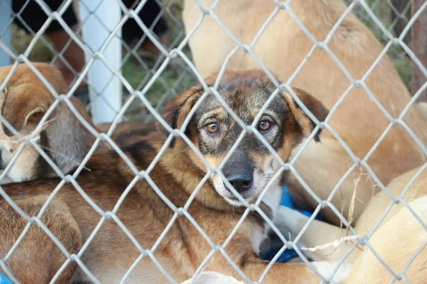 the country with zero stray dogs how they controlled the dog population