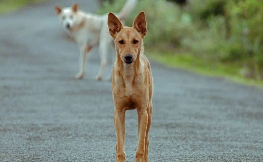 the country with zero stray dogs how they controlled the dog population
