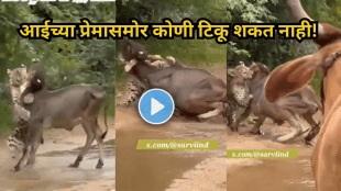 Cow Under Attack By Panther Saved By Companion In Viral Video
