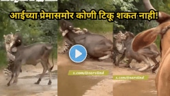 ‘आईच्या प्रेमासमोर कोणी टिकू शकत नाही!” बिबट्याने वासरावर झडप घातली, गायीने दाखवलं शौर्य! थरारक Video Viral