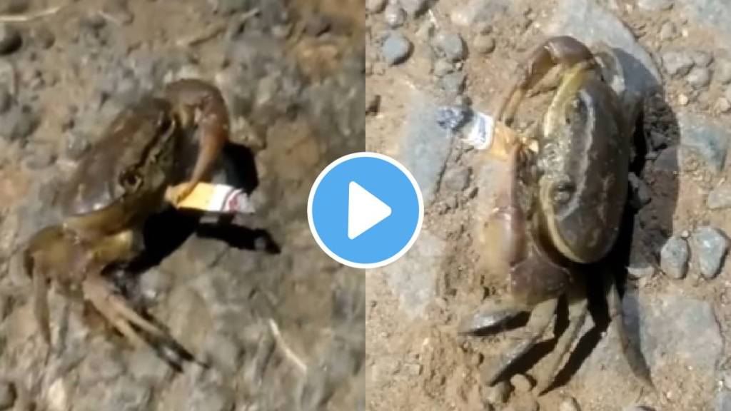Crab Smoking a cigarette video