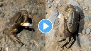 Crab Smoking a cigarette video