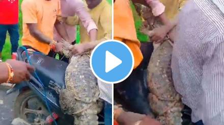 Crocodile Bike shocking Rescue Video viral