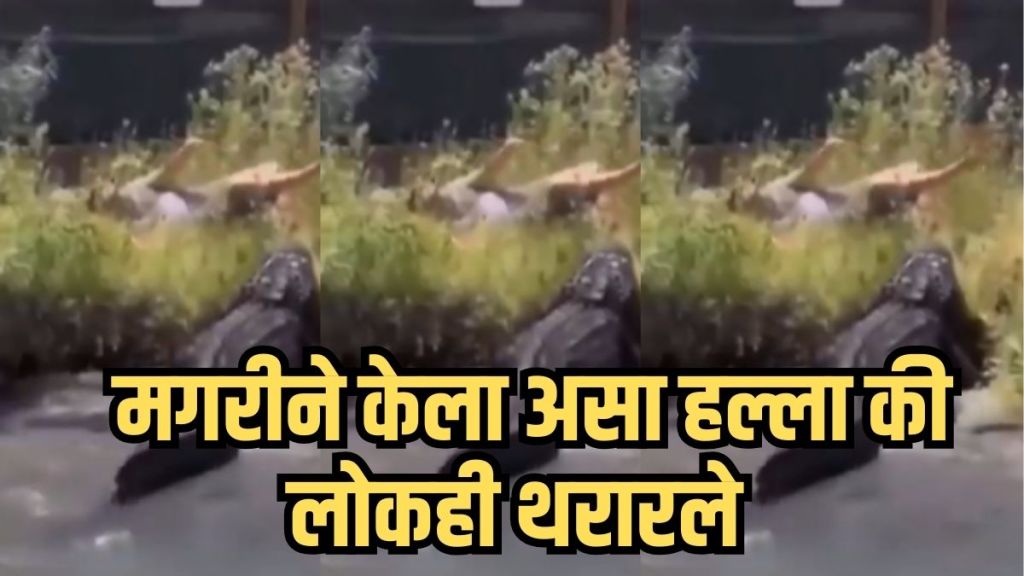 Man feeding crocodile attack
