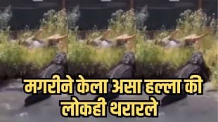 Man feeding crocodile attack