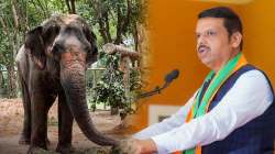 महादेवी हत्तीणीला परत आणणार? फडणवीस सरकार अ‍ॅक्शन मोडवर; मुख्यमंत्री म्हणाले, “आम्ही तातडीने…”