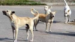 Bengaluru : विद्यापीठाच्या कॅम्पसमध्ये भटक्या कुत्र्यांचा दोन विद्यार्थिनींवर हल्ला, एक गंभीर जखमी