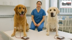 India Animal Blood Bank आता प्राण्यांसाठीही सरकार उभारणार रक्तपेढ्यांचे जाळे; का? कसे?