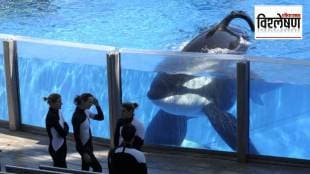 The incident of the dolphin killing the trainer is true or the creation of AI print exp
