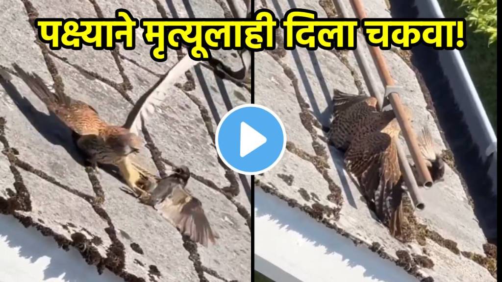 Eagle and bird fight video viral