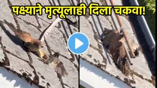 Eagle and bird fight video viral