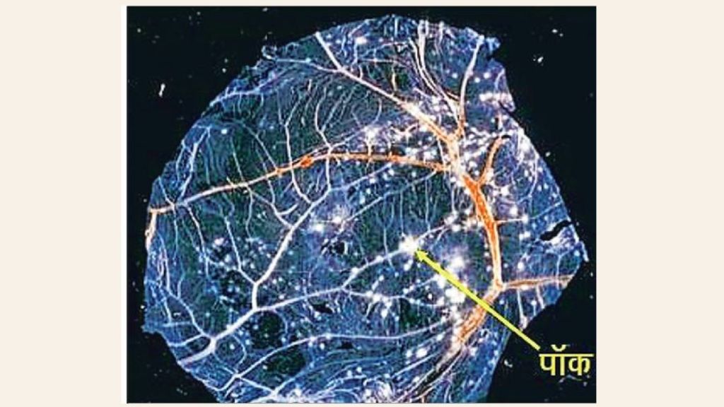 marathi article Fertilized chicken eggs used virology cultivate measure viral growth through pock forming units