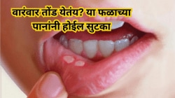 वारंवार तोंड येतंय? या फळाच्या पानांनी होईल सुटका, आचार्य बाळकृष्ण यांनी सांगितला रामबाण उपाय