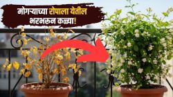तुमच्या मोगऱ्याच्या रोपाला फुलं येत नाहीयेत? कचऱ्यात फेकल्या जाणाऱ्या ‘या’ ५ गोष्टी कुंडीत टाकून बघा, मोगऱ्याचं रोप कळ्यांनी भरून जाईल