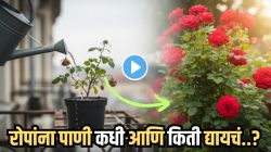 VIDEO: मातीला स्पर्श न करताच कसं कळेल कुंडीतील रोपांना पाणी हवंय? करून पाहा ‘हा’ भन्नाट प्रयोग, रोपे राहतील ताजीतवानी, वाचतील पैसेही!
