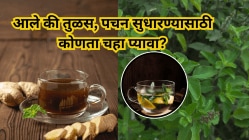 Ginger Tea vs Tulsi Tea: आले की तुळस, पचन सुधारण्यासाठी कोणता चहा प्यावा?जाणून घ्या त्यांचे जबरदस्त फायदे
