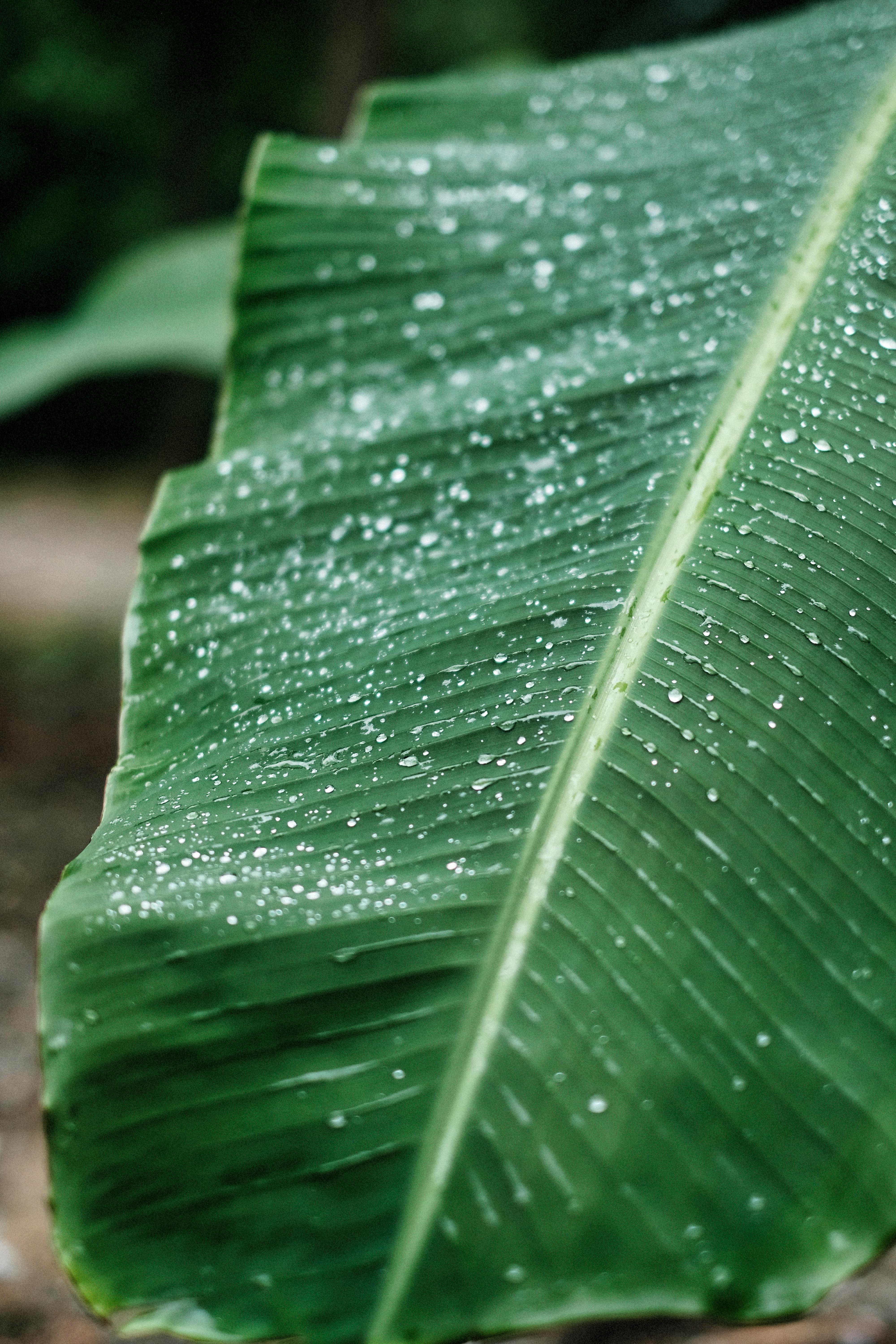 Health Benefits Of Eating Food On Banana Leaf