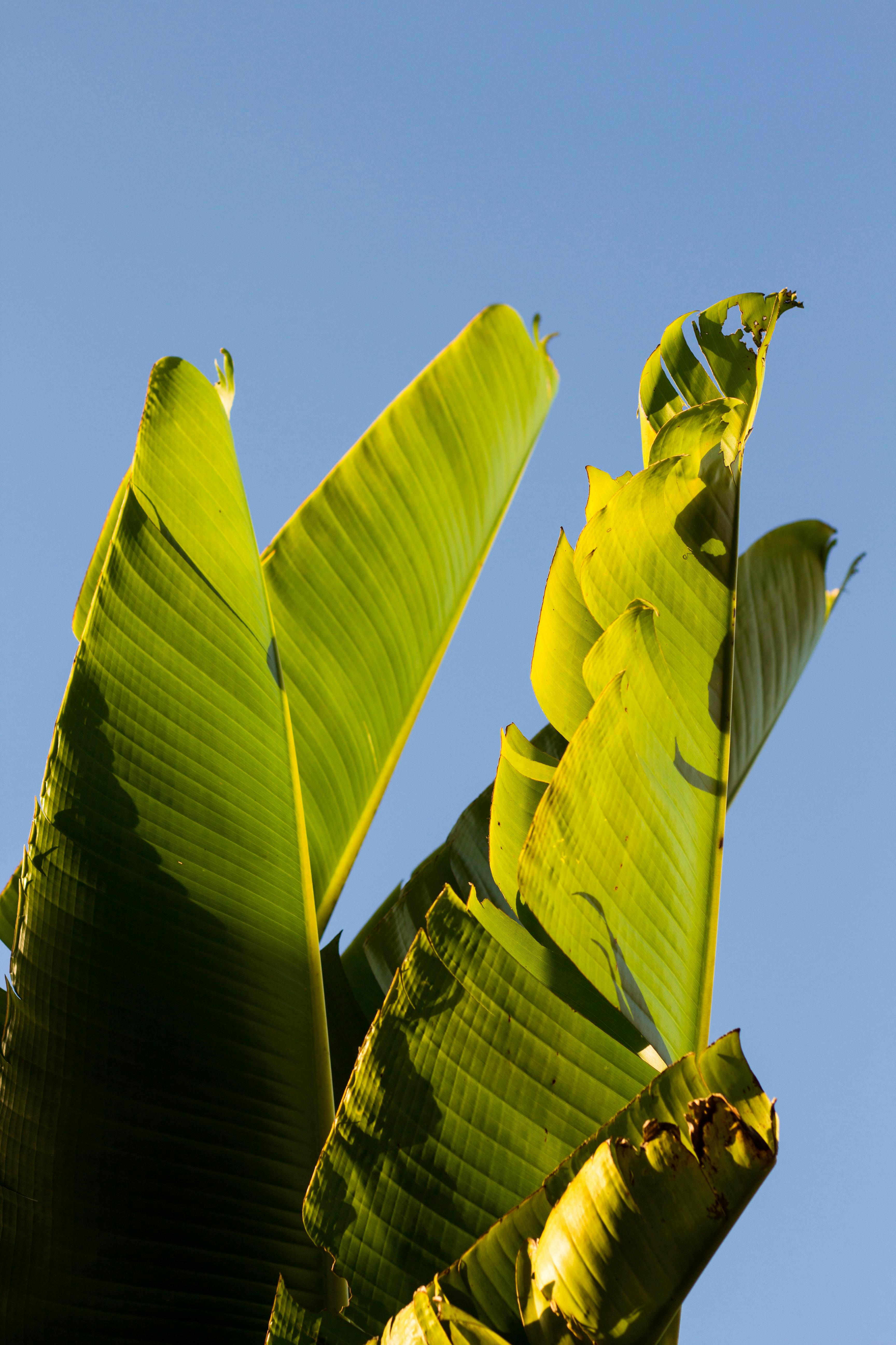 Health Benefits Of Eating Food On Banana Leaf