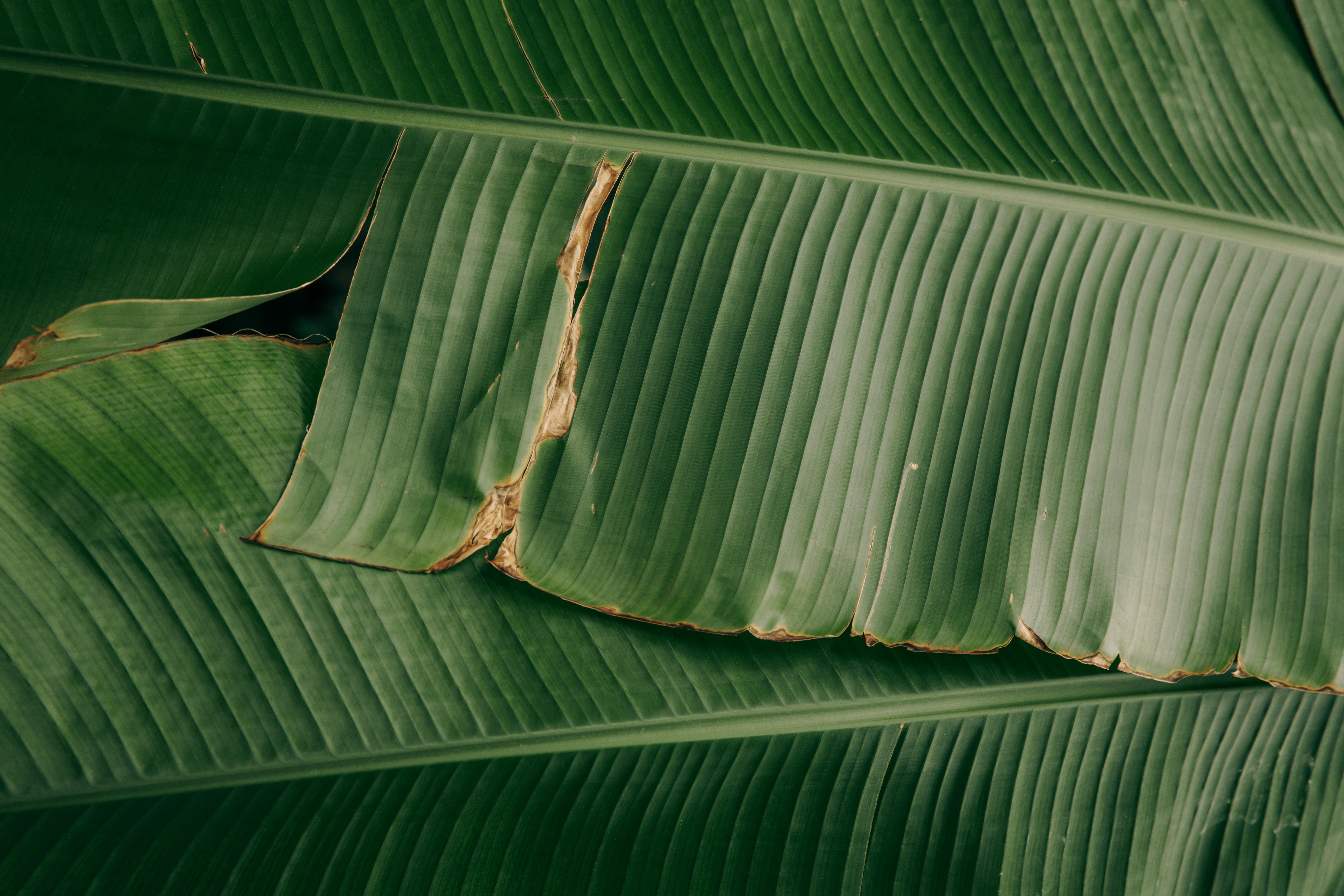 Health Benefits Of Eating Food On Banana Leaf
