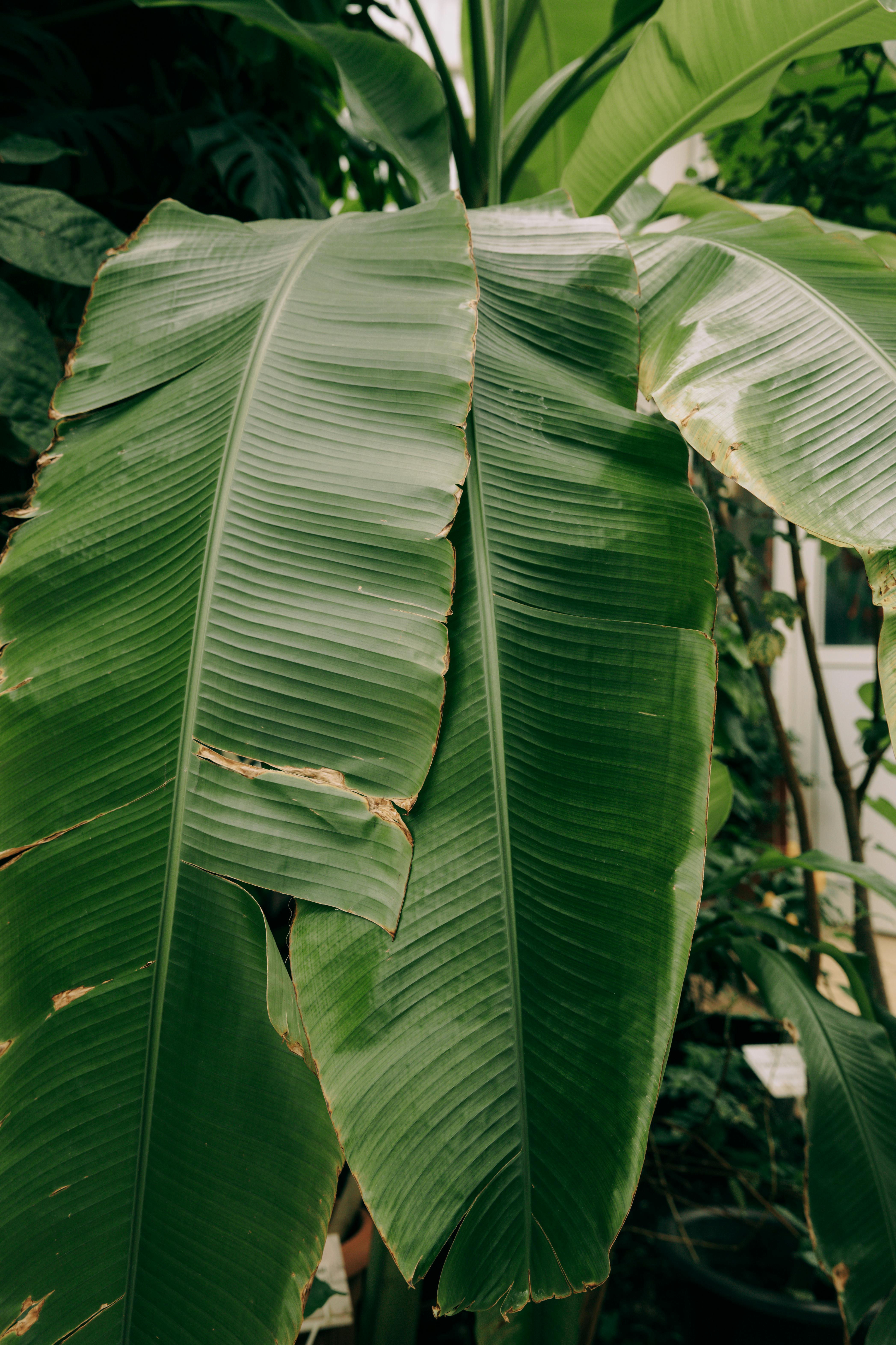 Health Benefits Of Eating Food On Banana Leaf