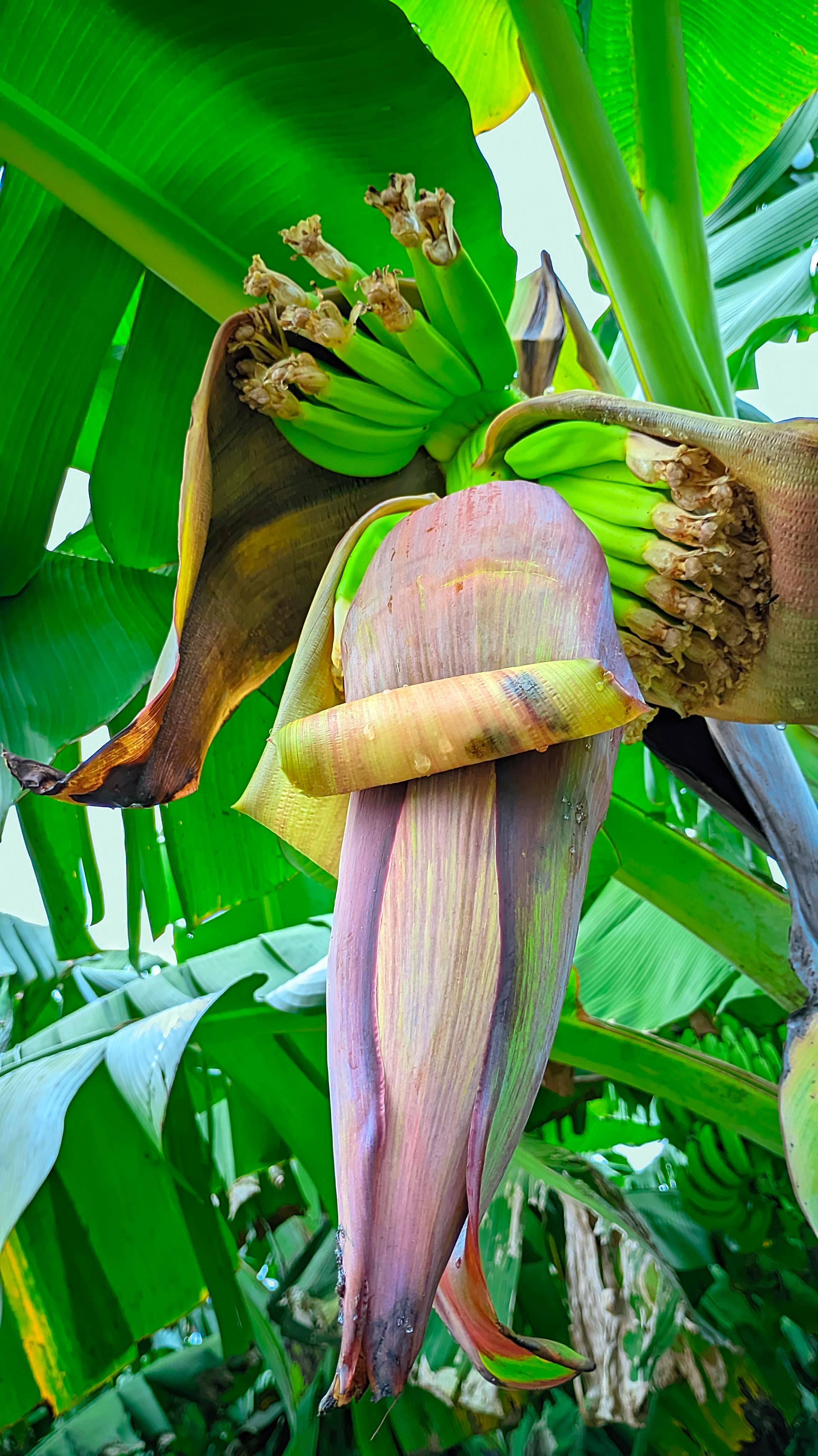 Health Benefits Of Eating Food On Banana Leaf
