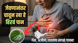 तुमच्याही पोटात सतत गॅस होतोय? जेवणानंतर फक्त ‘हे’ एक हिरवे पान चावून बघा; खाल्लेलं पचेल पटकन, पोट होईल हलकं, होणार नाही गॅसचा त्रास