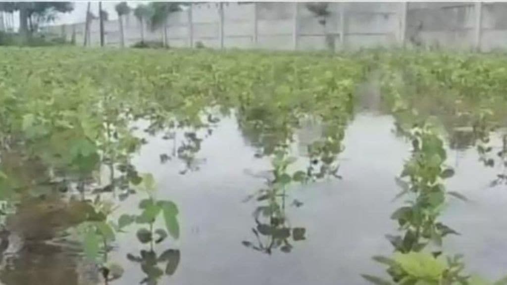 Heavy rains in Buldhana district destroying crops on over 78000 hectares over one lakh farmers suffer crop loss