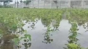 Heavy rains in Buldhana district destroying crops on over 78000 hectares over one lakh farmers suffer crop loss