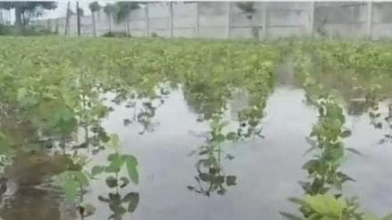 Heavy rains in Buldhana district destroying crops on over 78000 hectares over one lakh farmers suffer crop loss