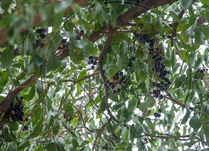 Acharya Balkrishna Reveals Ayurvedic Remedy: Jamun Bark for Strong and Shiny Teeth