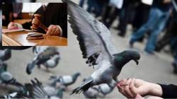 कबुतरांना खायला घालणाऱ्या व्यक्तिंविरुद्ध गुन्हे नोंदवा; उच्च न्यायालयाचे महापालिकेला आदेश