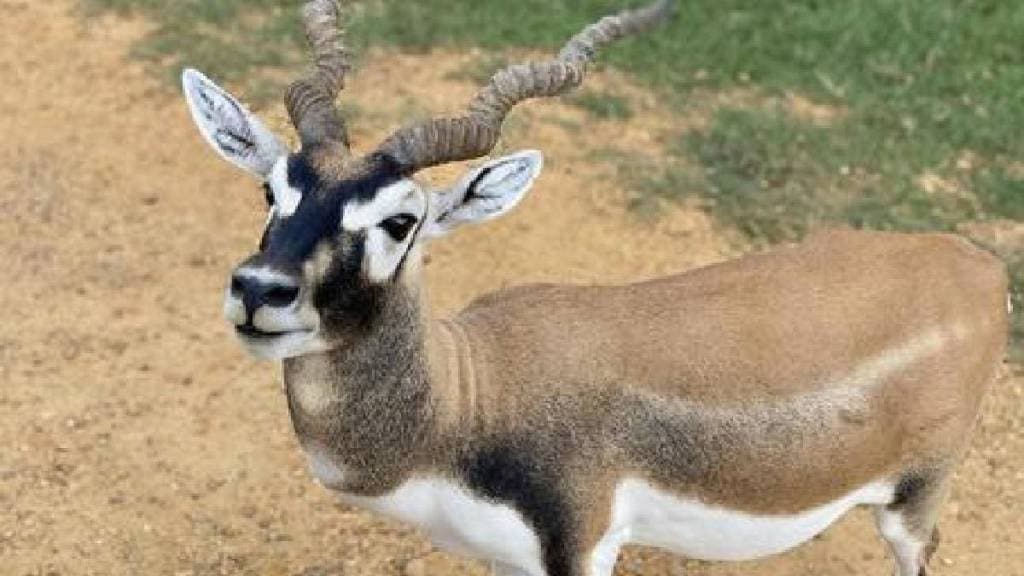 Hunting and sale of blackbuck meat in Patur Nandapur area of ​​Akola forest area