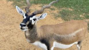 Hunting and sale of blackbuck meat in Patur Nandapur area of Akola forest area