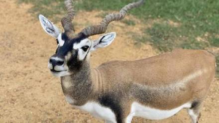 Hunting and sale of blackbuck meat in Patur Nandapur area of ​​Akola forest area