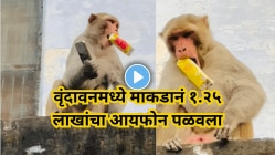 वृंदावनमध्ये माकडाचा धुमाकूळ! तब्बल १.२५ लाखांचा आयफोन पळवला अन् पुढे काय घडलं Viral Videoमध्ये बघा