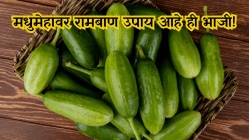 मधुमेहावर रामबाण उपाय आहे ही भाजी! आठवड्यात ४ दिवस खाल्ल्यास दिसेल फरक, कसा ते डॉक्टरांकडून जाणून घ्या….