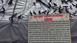 दादरमधील कबुतरखाना कबुतरांनाच सोडवेना! बांबू, ताडपत्रीने झाकूनही कबुतरांचे थवे मुक्कामाला