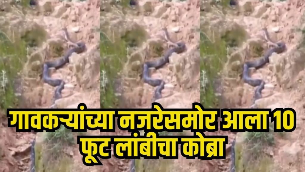 King Cobra rescued Uttarakhand