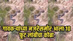 बापरे! गावात शिरला १० फूट लांबीचा पांढऱ्या पट्ट्यांचा खतरनाक कोब्रा; क्षणात डोंगरावर चढला अन्… एवढा मोठा साप पाहून अंगावर येईल काटा