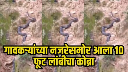 King Cobra rescued Uttarakhand