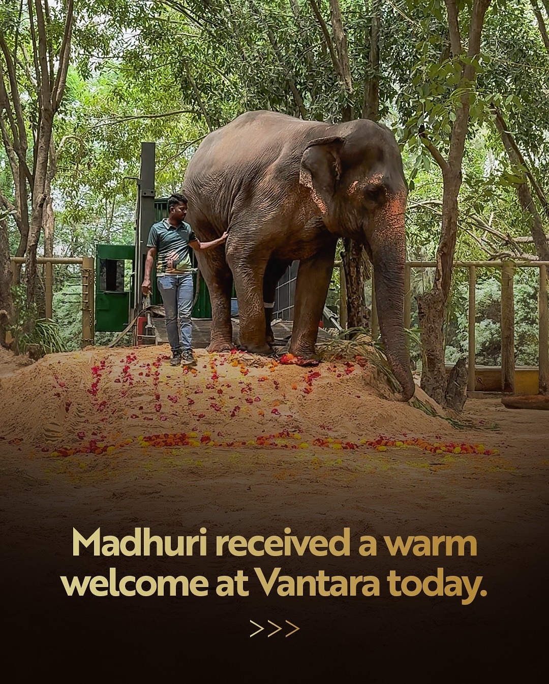 Kolhapur Madhuri Elephant At Vantara