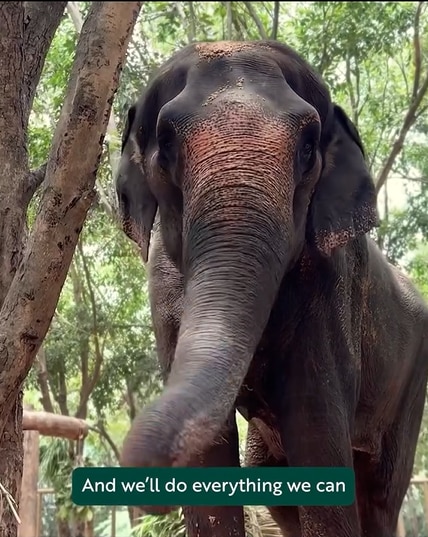Kolhapur Madhuri Elephant At Vantara