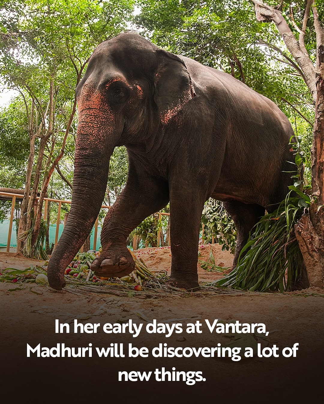 Kolhapur Madhuri Elephant At Vantara