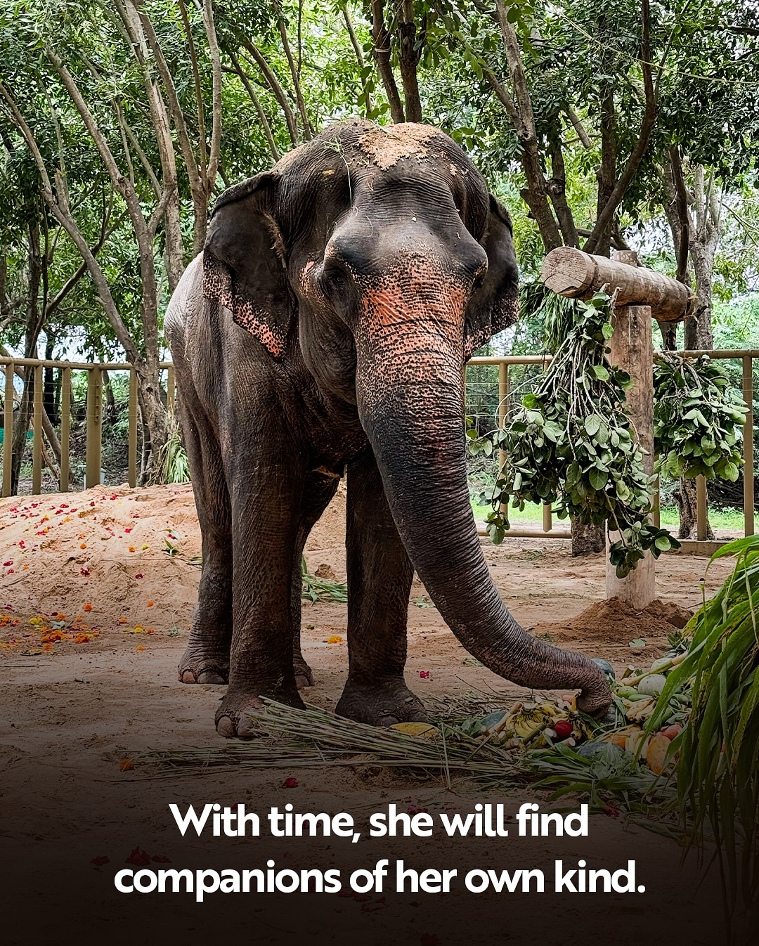 Kolhapur Madhuri Elephant At Vantara
