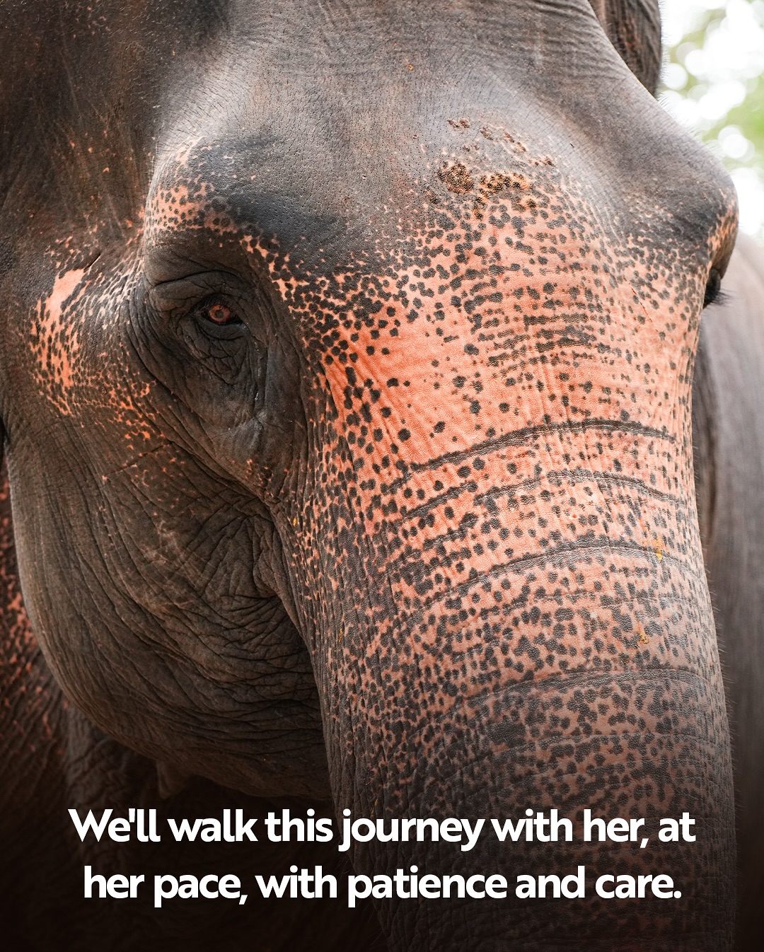 Kolhapur Madhuri Elephant At Vantara
