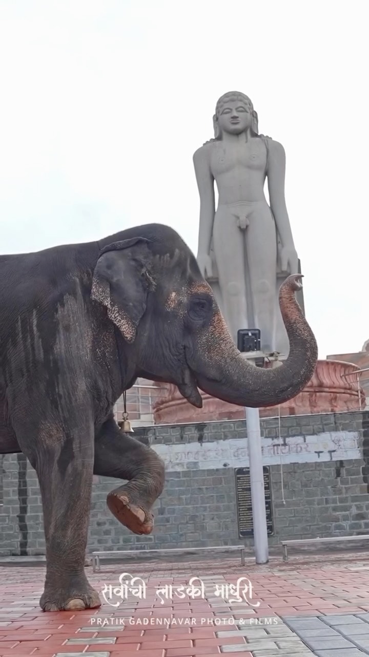 Kolhapur Madhuri Elephant At Vantara