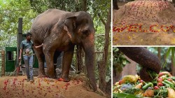 माधुरीचं वनतारामध्ये स्वागत! कोल्हापूरची हत्तीण गुजरातमध्ये दाखल, फोटो व्हायरल!