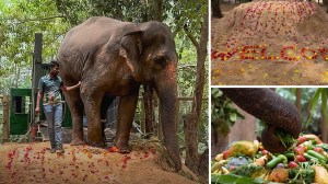 माधुरीचं वनतारामध्ये स्वागत! कोल्हापूरची हत्तीण गुजरातमध्ये दाखल, फोटो व्हायरल!