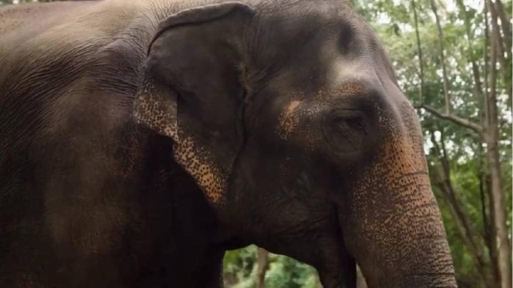 Kolhapur public representatives welcome Vantaras stance on returning elephants