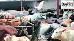 गोरक्षकांकडून होणाऱ्या त्रासाने जनावरांचा व्यापार ठप्प, महाराष्ट्रात कुरेशी समाज दोन महिन्यांपासून संपावर; नेमका वाद काय?
